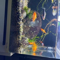 熱帯魚　水槽セットの画像