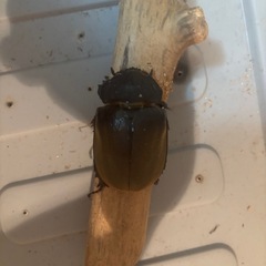 エレファスゾウカブト　メスの画像
