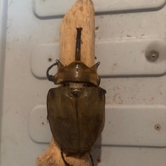 エレファスゾウカブト　オスの画像