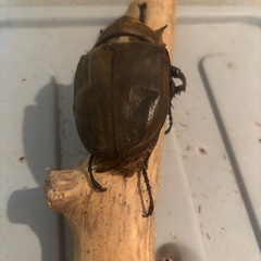 エレファスゾウカブト　オスの画像
