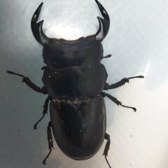インドアンタエウスオオクワガタ　ラチラ　ペア　⑧の画像