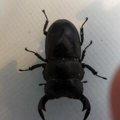 インドアンタエウスオオクワガタ　ラチラ　ペア　⑧の画像