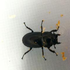 インドアンタエウスオオクワガタ　ラチラ　ペア　⑧の画像