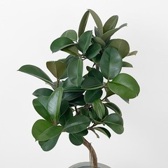 観葉植物 フィカス ソフィアの画像