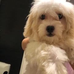 生後6ヶ月子犬