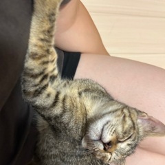 メス　推定2ヶ月半　