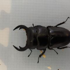 インドアンタエウスオオクワガタ　ラチラ産　ペア⑨の画像