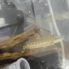 雷魚10センチ前後の画像