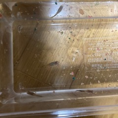グッピー稚魚4匹の画像