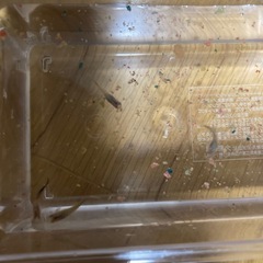 グッピー稚魚4匹の画像