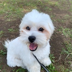 ミックス犬