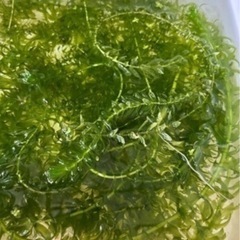水草　アナカリスの画像