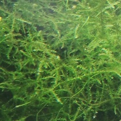 水草　ウィローモス　約30gの画像