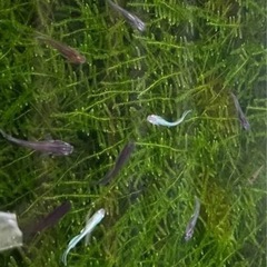 水草　ウィローモス　約30gの画像