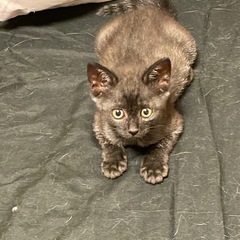 大至急犬猫用哺乳瓶ある方譲ってください！