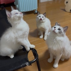 ラグドール猫の親子3匹 - 大阪で里親を募集していま