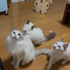ラグドール猫の親子3匹 - 大阪で里親を募集していま - 大阪市