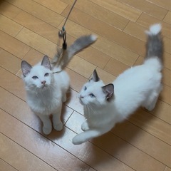 ラグドール猫の親子3匹 - 大阪で里親を募集していま - 猫