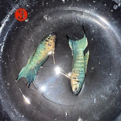 闘魚アウトレットの画像