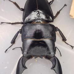 108mm upB同腹 ♂103.4mm×♀52~54mmフリー　スマトラヒラタ　アチェ同腹ペア
の画像