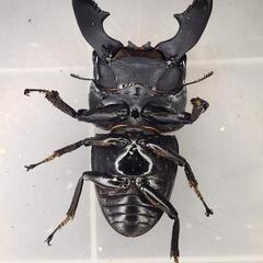 108mm upB同腹 ♂103.4mm×♀52~54mmフリー　スマトラヒラタ　アチェ同腹ペア
の画像