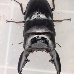 106.2mm同腹 ♂100.5mm×♀52~54mmフリー　スマトラヒラタ　アチェ同腹ペア
の画像