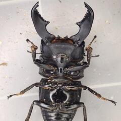 106.2mm同腹 ♂100.5mm×♀52~54mmフリー　スマトラヒラタ　アチェ同腹ペア
の画像
