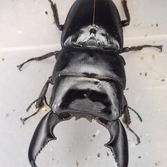 108mm upB同腹 ♂99.6mm×♀52~54mmフリー　スマトラヒラタ　アチェ同腹ペア
の画像