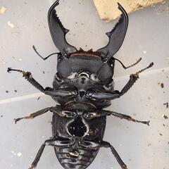 108mm upB同腹 ♂99.6mm×♀52~54mmフリー　スマトラヒラタ　アチェ同腹ペア
の画像