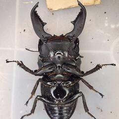 108mm upB同腹 ♂102.4mm×♀52~54mmフリー　スマトラヒラタ　アチェ同腹ペア
の画像