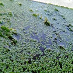 水草、モス、たくさん！プラケースごと。浮草。の画像