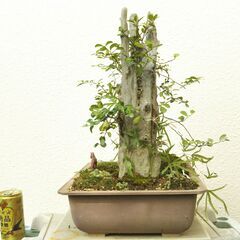 盆景石柱の画像