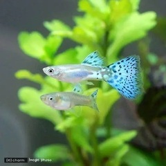 アクアリウム　ブルーグラスグッピー　ペアの画像