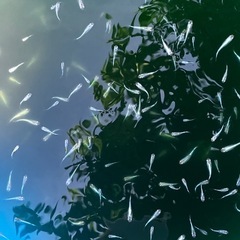 メダカ　幹之　今年産まれた稚魚無選別ランダムになります。　の画像