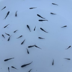 メダカ　サタン稚魚　30匹＋α ⑤の画像