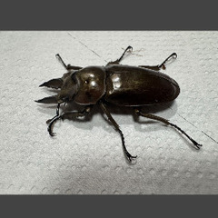 ババオウゴンオニクワガタ52mmオス単未使用後食開始済みの画像