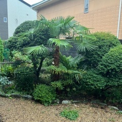 植木差し上げますの画像