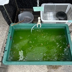 綾瀬市　めだか無人販売