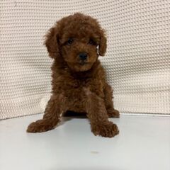 トイプー３ヶ月