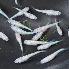 🌸ピンクラメ系メダカ20匹＋‪α🌸の画像