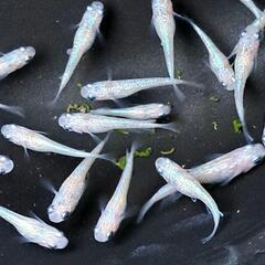 🌸ピンクラメ系メダカ20匹＋‪α🌸の画像
