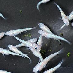 🌸ピンクラメ系メダカ20匹＋‪α🌸の画像