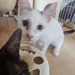 やんちゃ盛り　☆しらたま　オス　４ヶ月