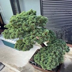 五葉松盆栽の画像