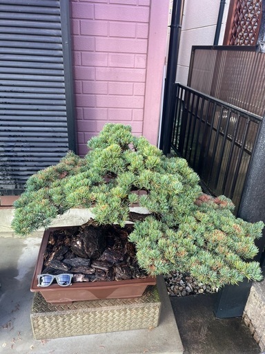 五葉松盆栽