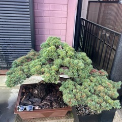 五葉松盆栽の画像