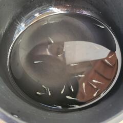 飛輪(ひりん) めだか 稚魚 20匹～30匹くらい の画像