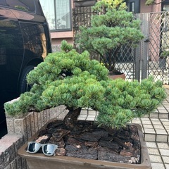 五葉松盆栽の画像