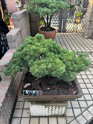 五葉松盆栽