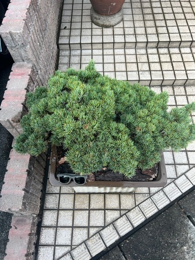 五葉松盆栽